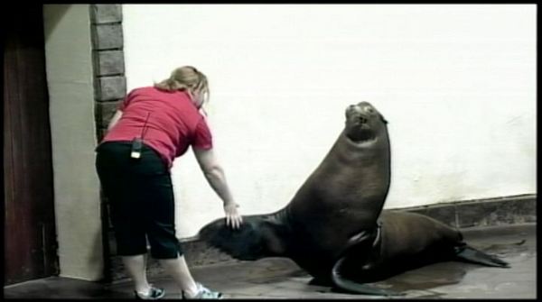 Marineland mourns sea lion