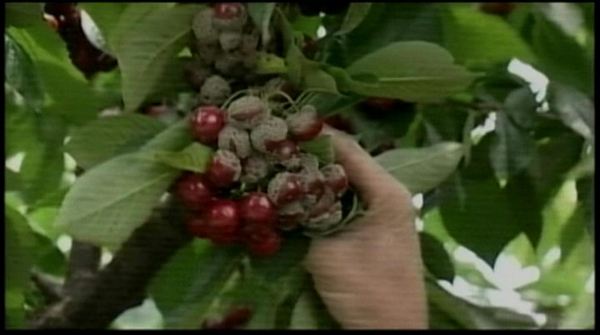 Niagara cherries need it dryer