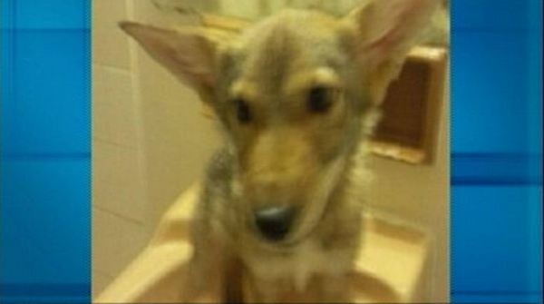 Coyote pup found in Hamilton apartment