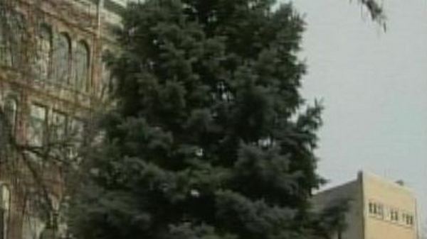 Hamilton’s Public Works search for Christmas Tree