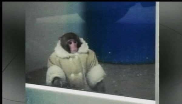 Ikea monkey stays put