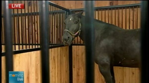 Sanctuary for unwanted horses