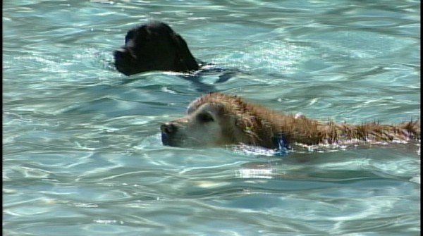 SPCA Wiggle Waggle fundraiser adds a splash