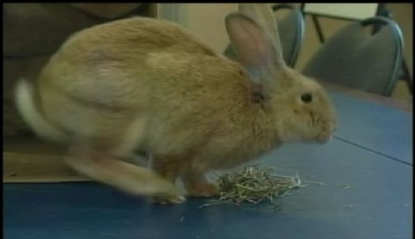 Rabbit left in dumpster