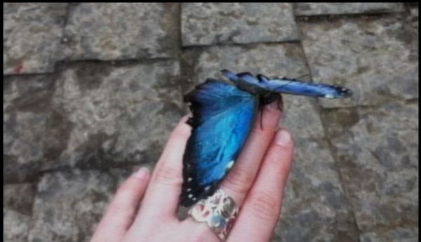 Blue butterflies in Niagara