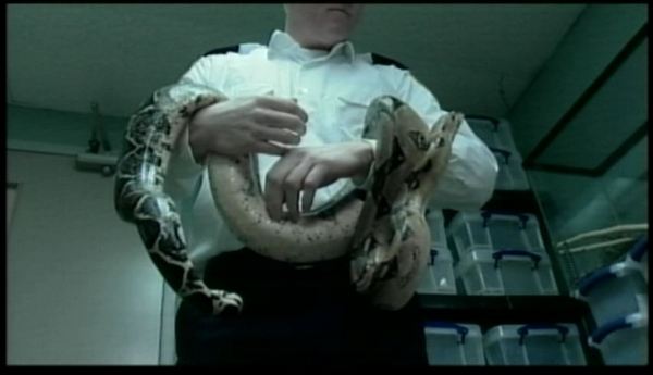 Thorold drug raid unveils snakes