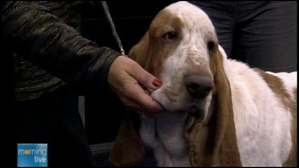 Cecil, a bassett hound heading to the Westminster Dog Show; Morning Live, January 24, 2014