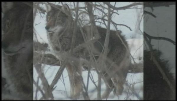 Hamilton Conservation Authority warns of coyotes in and around Eramosa Karst Conservation Area