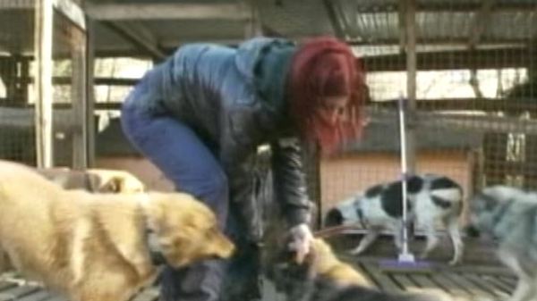 A woman attends to stray dogs in Sochi, Russia