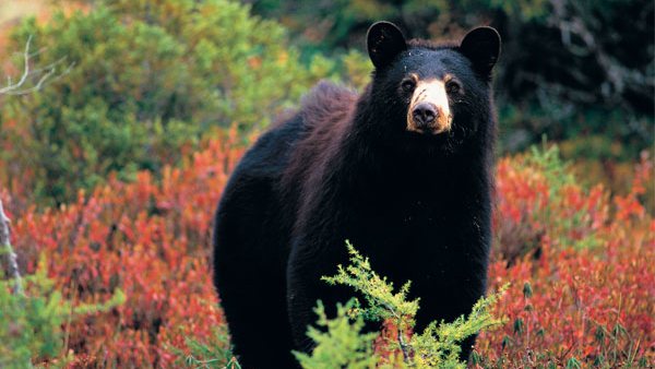 Black bear (Bonjour Quebec image)