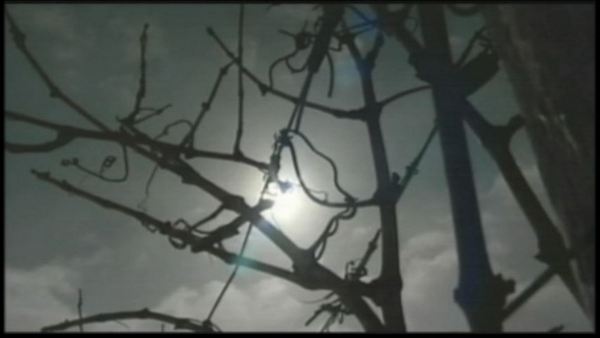 Winter chill threatening grape crops