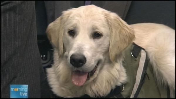 Canadian Assistance, Service Dog programs facing donation, volunteer crisis