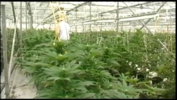 Medicinal marijuana a growing concern in Port Colborne