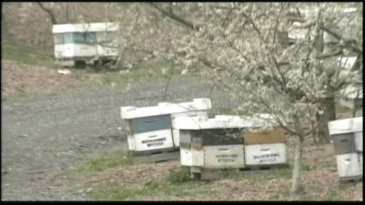 Blossoms for Niagara bees