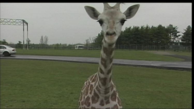 African Lion Safari unveils test-tube giraffe