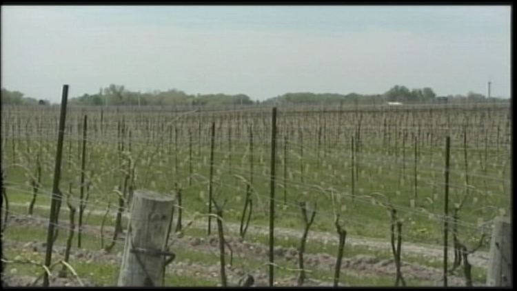 Niagara grape crop sees less damage than expected
