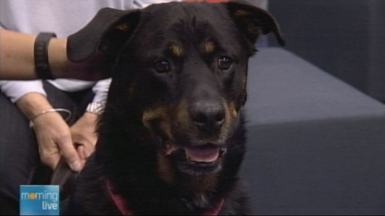 Xander the dog, up for adoption by the Oakville & Milton Humane Society; June 23, 2014