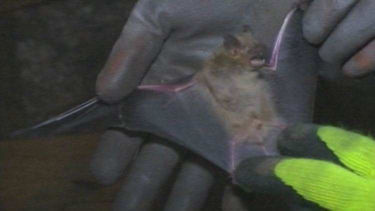 Health officials have confirmed the first case of bat rabies in Hamilton this year