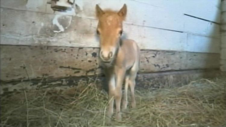 Starving horse has a baby