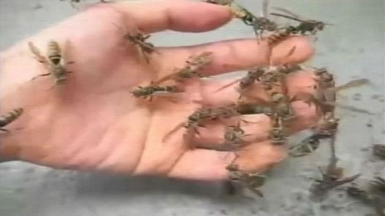 Wasps swarming on a hand