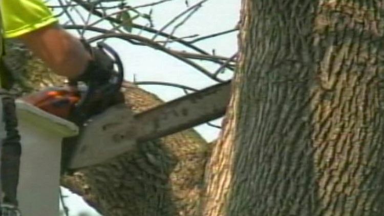 A worker cuts apart an ash tree; St Catharines, August 7, 2014