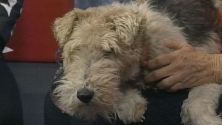 Salem, a wire-haired fox terrier from the Oakville & Milton Humane Society; Morning Live, August 189, 2014