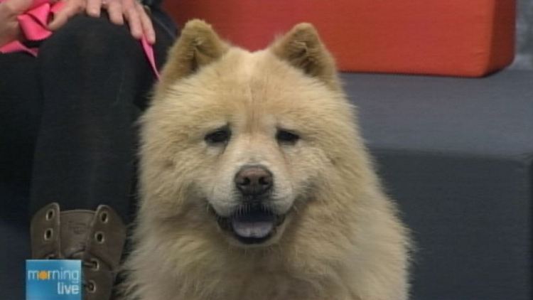 Coda the chow chow, offered for adoption by the Lincoln County Humane Society; Morning Live, September 15, 2014