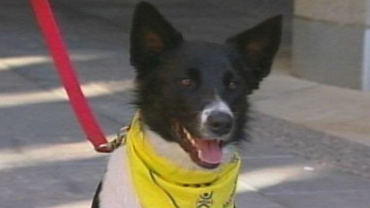 Dog being trained for therapy at McMaster