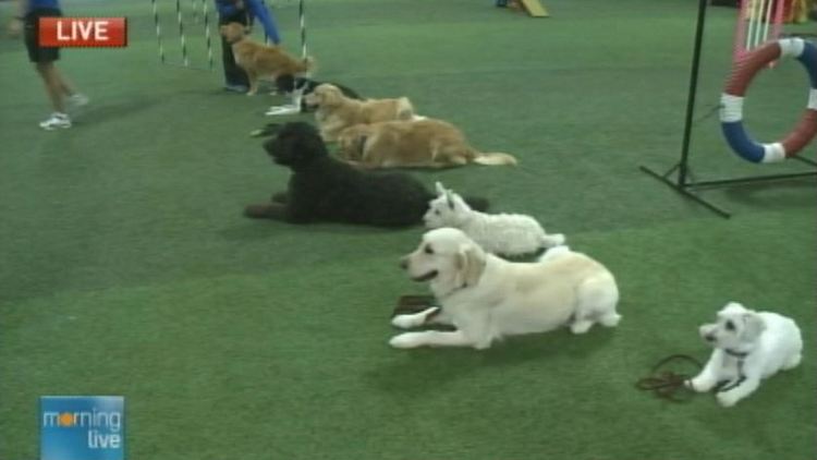 Dogs being trained at McCann Dogs; Morning Live, October 1, 2014