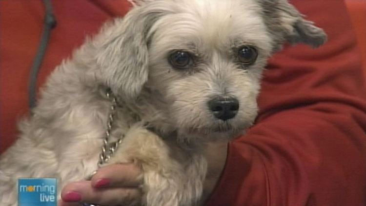 Apple Sauce, a 10 year old dog offered for adoption by the Hamilton-Burlington SPCA; Morning Live, October 6, 2014