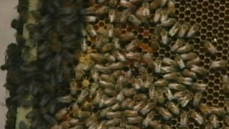 File image of honey bees