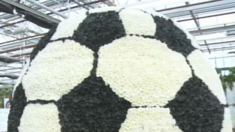 A soccer ball made with flowers at the Hamilton Fall Garden & Mum Show; Morning Live, November 4, 2014