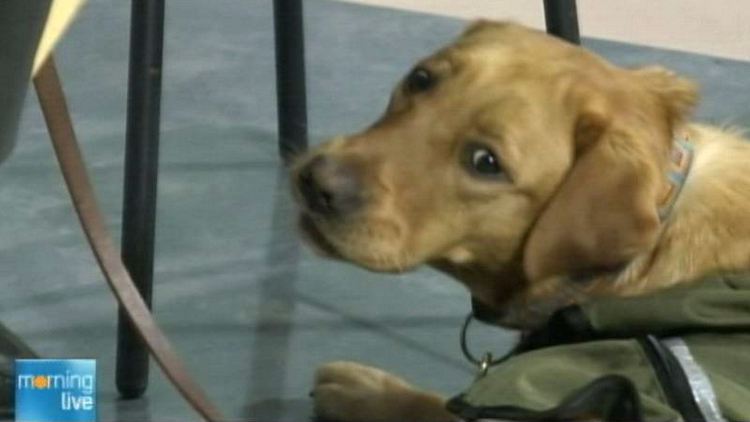 National Service Dog Watts; Morning Live, November 11, 2014