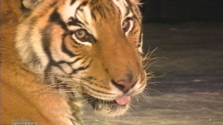 Boomer the Siberian tigers sticks his tongue out that the cancer he has beaten