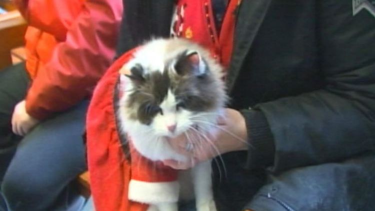 Pet pics with Santa at the SPCA