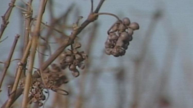 Avoiding crop damage this winter