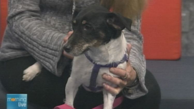 Addison, a 4 year old Jack Russell terrier being adopted by the Lincoln County Humane Society; Morning Live, December 8, 2014