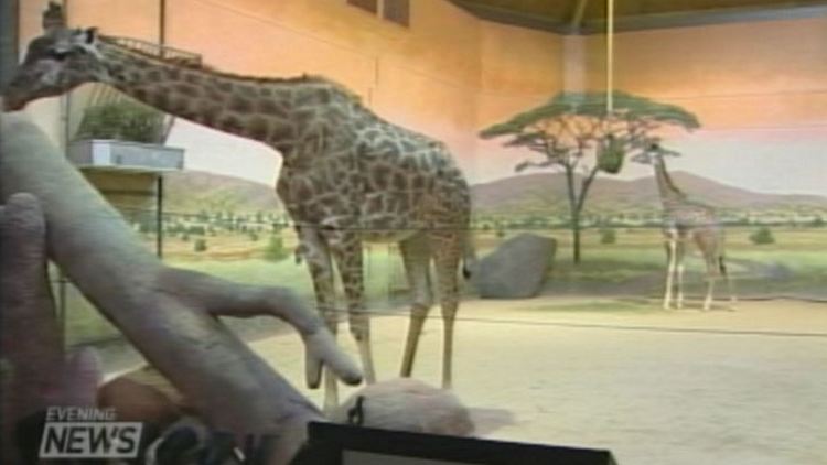 Toronto Zoo opens new giraffe habitat