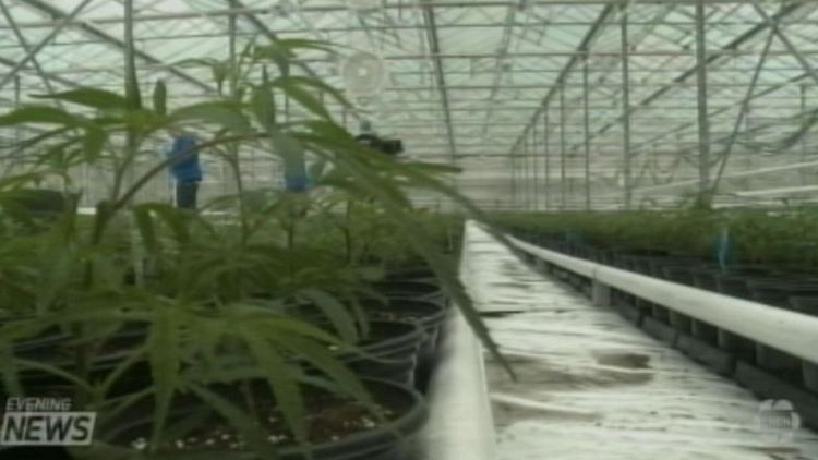 Medical marijuana operation to go ahead with expansion