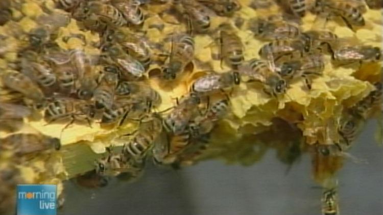 Archival image of bees in a hive