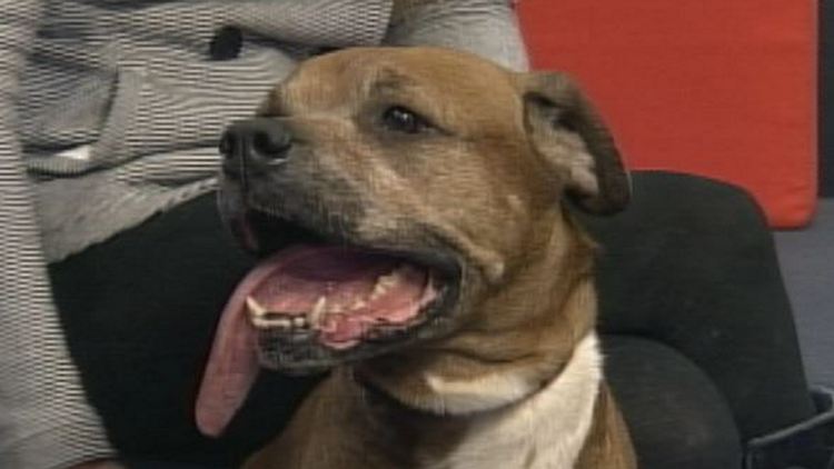 Dawn, an 8 year old boxer up for adoption by the Lincoln County Humane Society; Morning Live, January 5, 2015