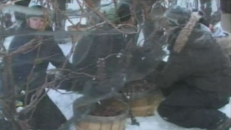 Niagara College students harvest icewine grapes; Niagara-on-the-Lake, January 13, 2015