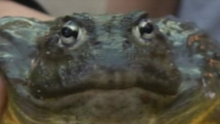 One of the frogs on display at the RBG; Burlington, January 15, 2015