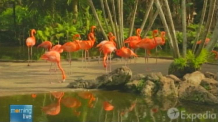 Flamingoes (image supplied by Expedia)