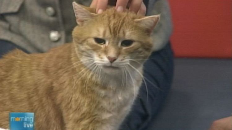 Rescued stray cat Richie; Morning Live, February 9, 2015