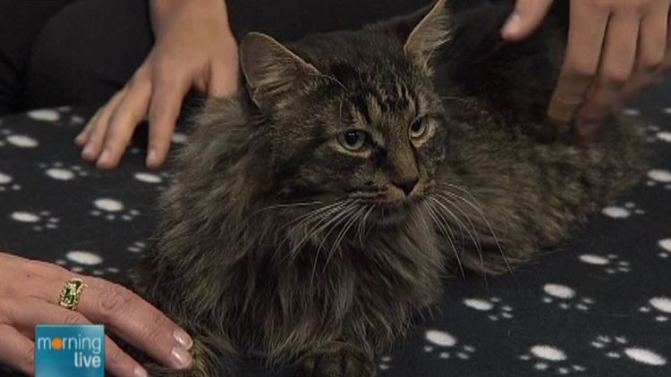 Drew, a cat offered for adoption by the Oakville & Milton Humane Society; Morning Live, March 9, 2015