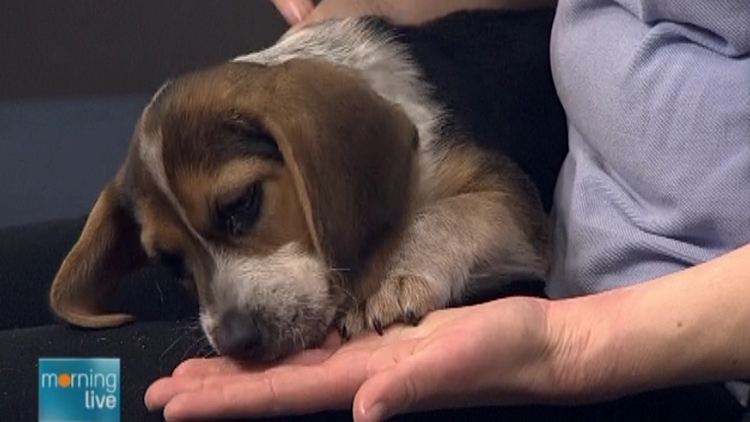 Jimmy, a beagle pup up for adoption by the Oakville & Milton Humane Society; Morning Live, April 6, 2015