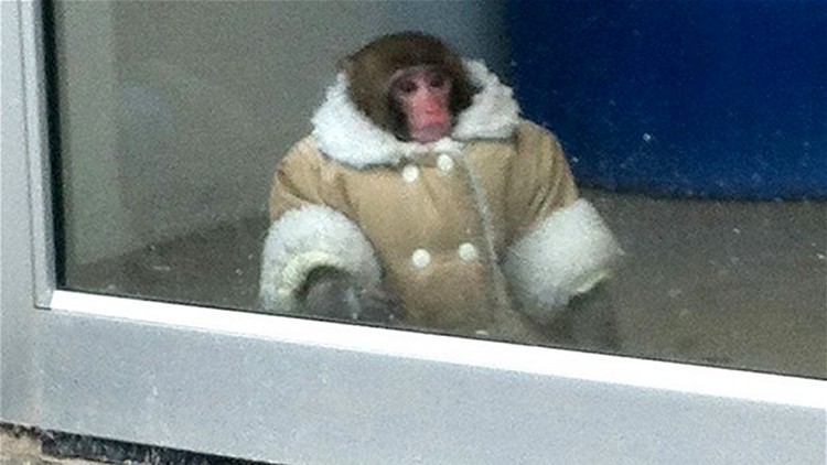 Darwin, the Ikea Monkey