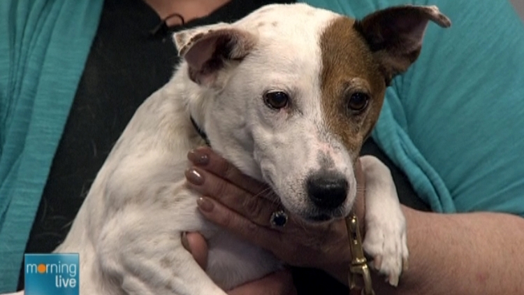 Britney, a rescued Jack Russell Terrier up for adoption by the Hamilton-Burlington SPCA; Morning Live,. April 20, 2015