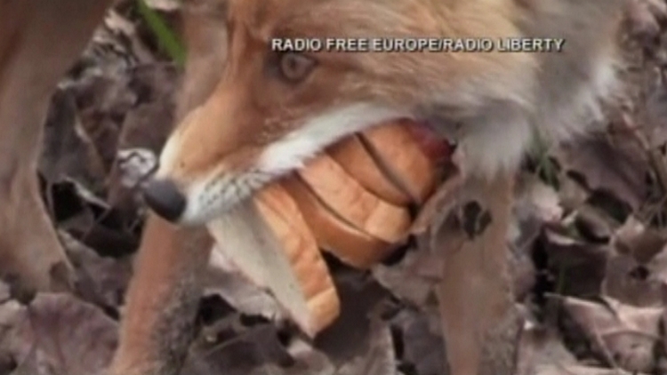 Fox in Ukraine with a sandwich in its mouth; Chernobyl, Ukraine